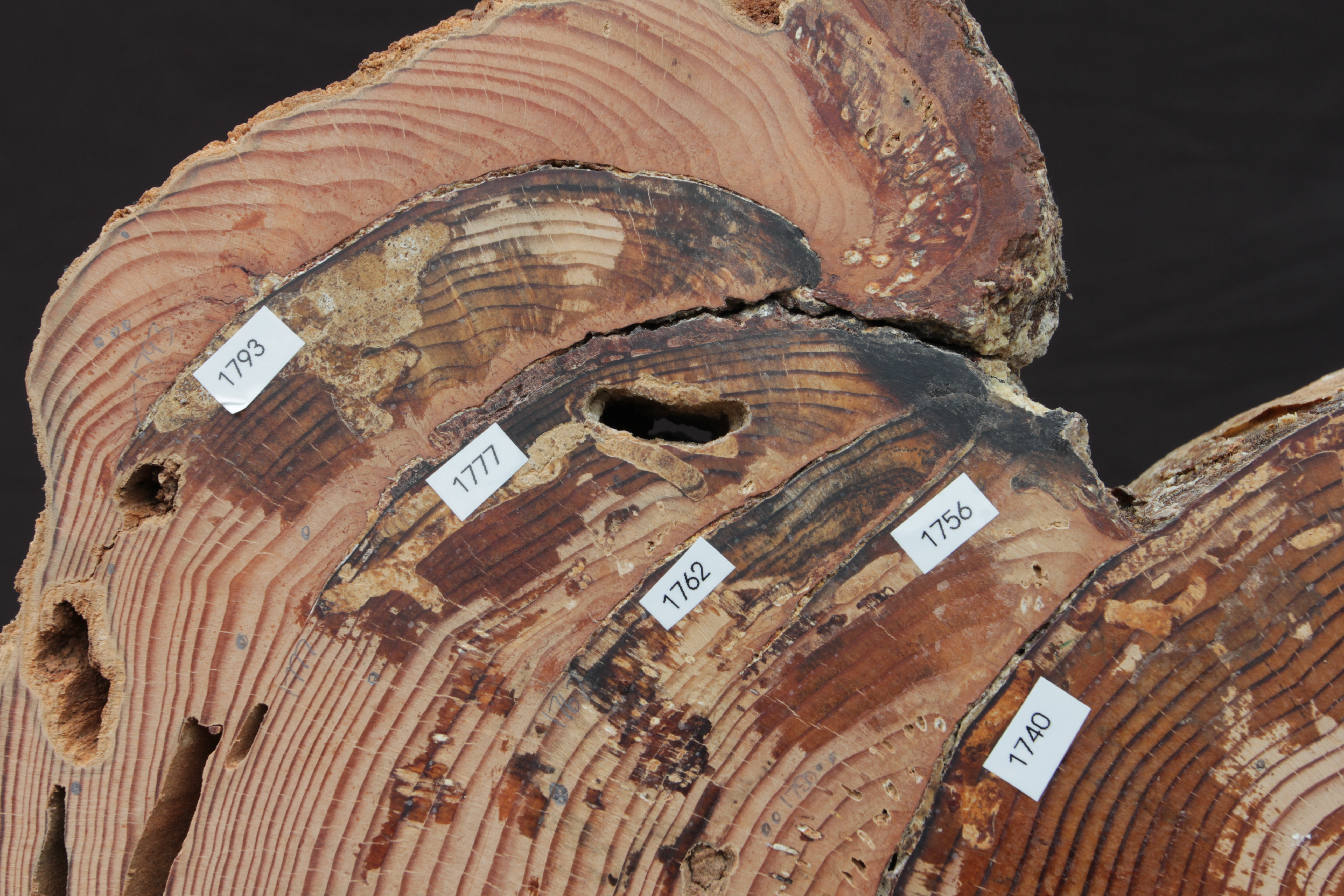 Image of tree cross-section with multiple fire scars.