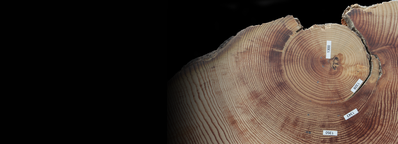 Image of tree rings