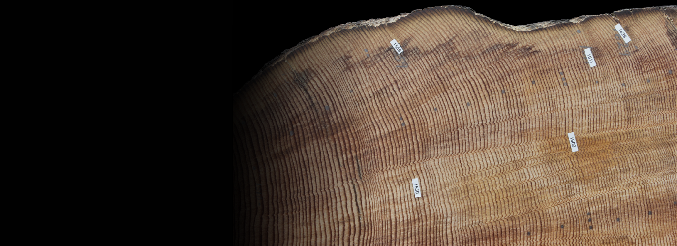 Image of tree rings