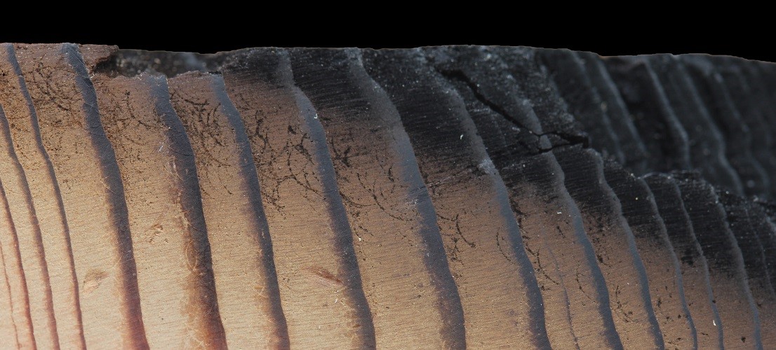 Image of tree rings