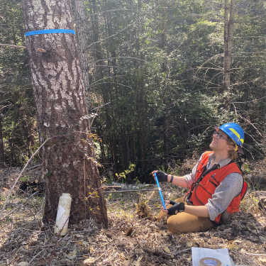 Riley coring a tree