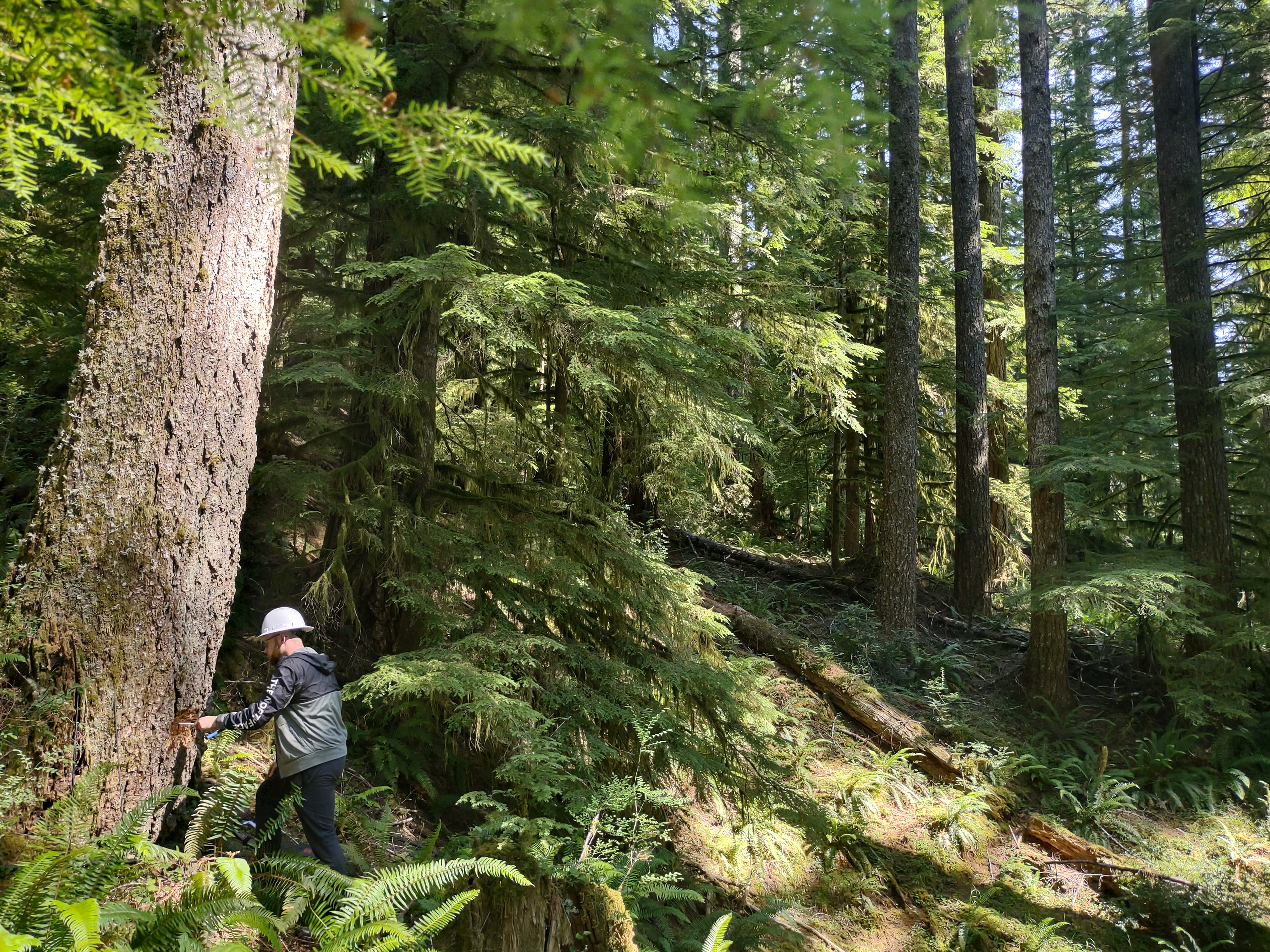 Person coring Douglas fir in Oregon coast range