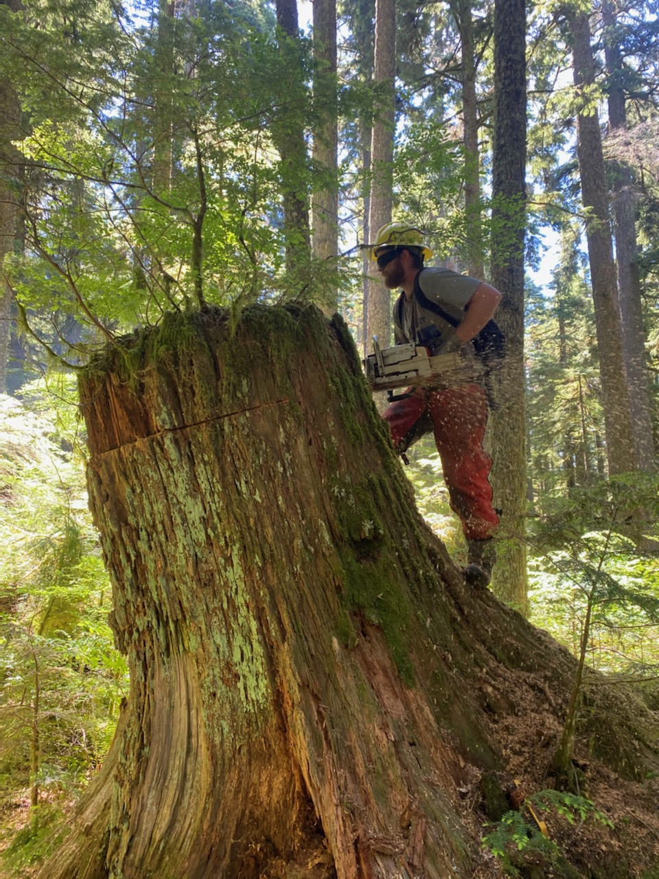 Person using a chainsaw to cut a fire scar sample from an old stump.