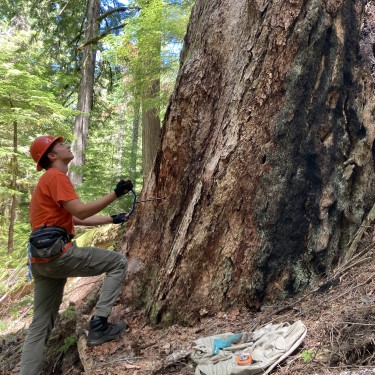 Will coring a tree