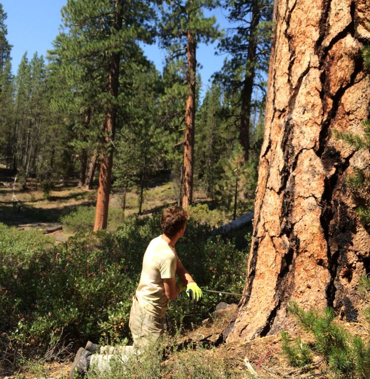 Brent coring an old ponderosa pine in eastern Oregon