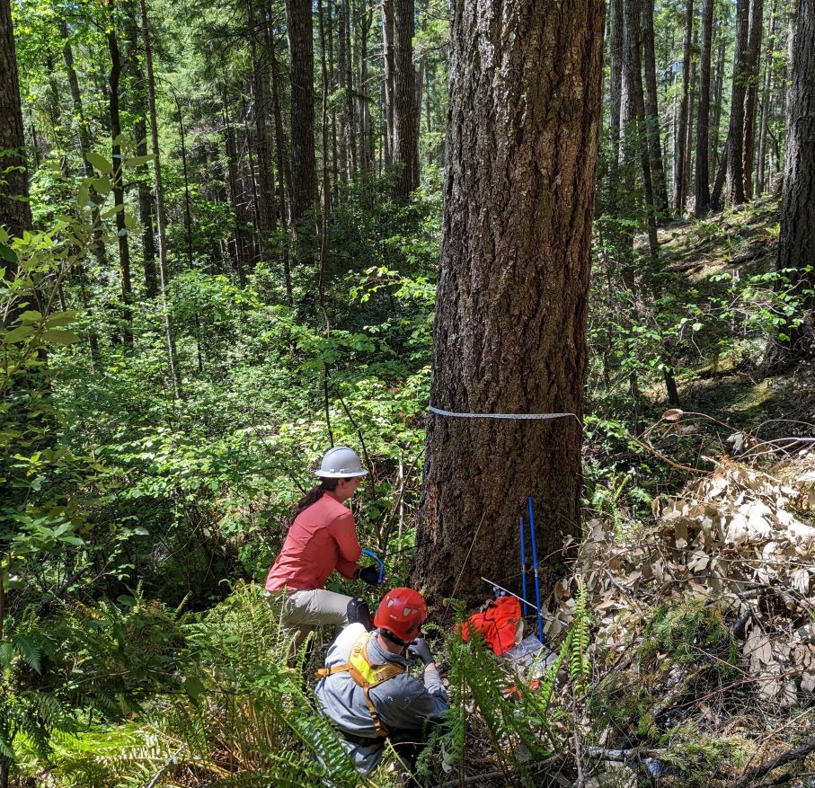 Amanda and Sven coring a Douglas fir in SW Oregon