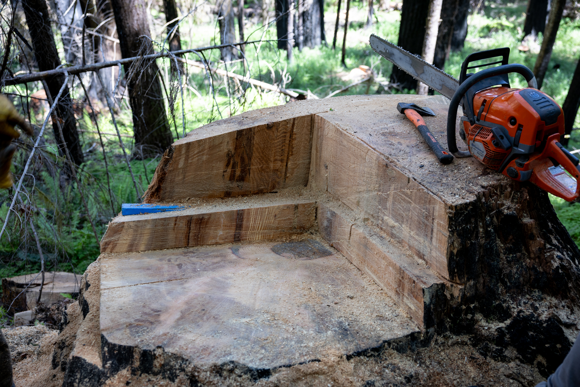 A sampled stump and the tools of the trade -- chain saw, wedge, hatchet